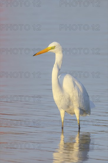 Great Egret (Ardea alba) standing in the water of the Baltic Sea, wildlife, nature photography, heron, water bird, Baltic Sea coast, Fehmarn Island, East Holstein, Schleswig-Holstein, Germany, Europe