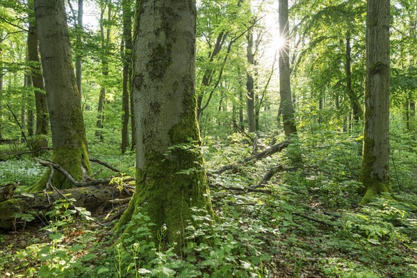 Near-natural deciduous forest, copper beech (Fagus sylvatica) deadwood, Sonnenstern, Hainich National Park, Thuringia, Germany, Europe
