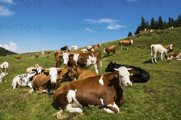 Dairy cows in front of a blue sky, Herzogenhorn, Southern Black Forest, Black Forest, Germany, Europe