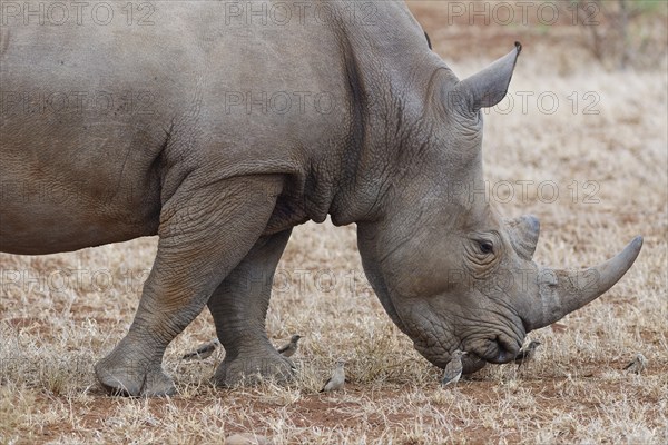 Southern white rhinoceros (Ceratotherium simum simum) surrounded by birds, adult male feeding on dry grass, foraging, Kruger National Park, South Africa, Africa