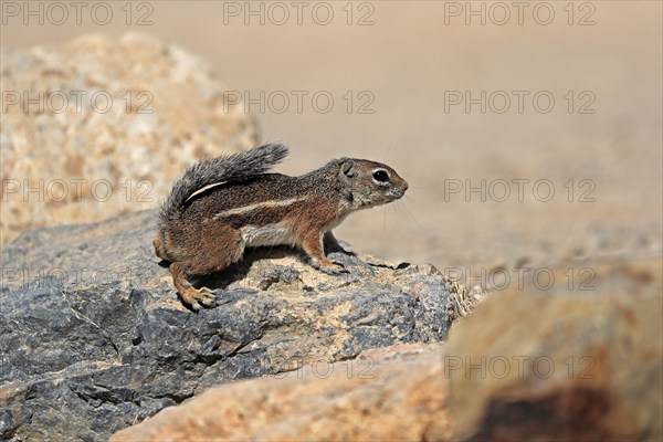 Antelope gopher, (Ammospermophilus harrisii), adult, on tree, foraging, Sonoran Desert, Arizona, North America, USA, North America