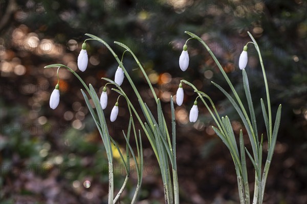 Snowdrop (Galanthus nivalis), Emsland, Lower Saxony, Germany, Europe