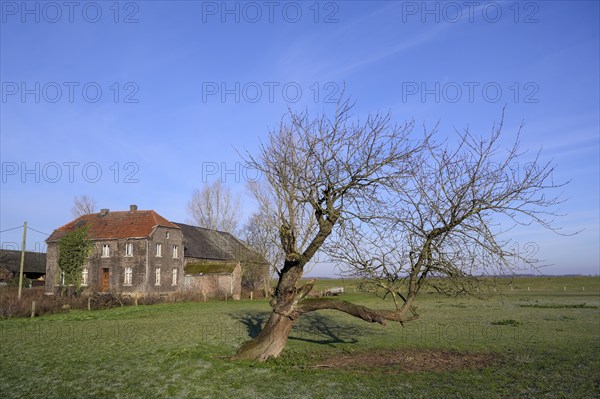 Old farm, with old fruit tree, morning light, Bislicher Insel, Lower Rhine, North Rhine-Westphalia, Germany, Europe