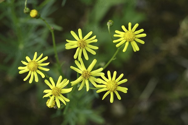 St James' ragwort (Senecio jacobaea), yellow flowers at the edge of the forest, poisonous plant, toxic to humans and animals, Wilnsdorf, North Rhine-Westphalia, Germany, Europe