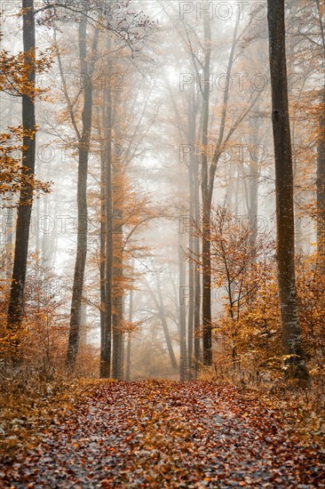 Foggy autumn forest with tall trees and colourful leaves on the ground, Gechingen, Black Forest, Germany, Europe