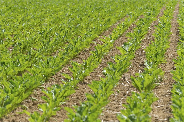 Sugar beet field (Beta vulgaris subsp. vulgaris), Baden -Württemberg, Germany, Europe