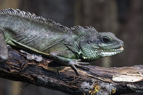 Green water dragon (Physignathus cocincinus) on branch, captive, Germany, Europe