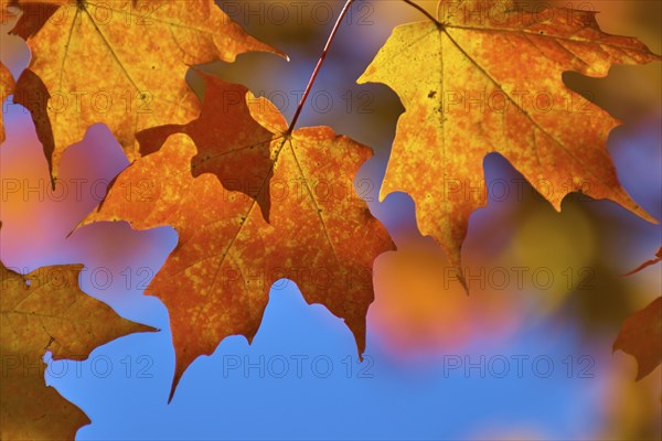 Maple (Acer), in front of a bright blue sky in autumn, New Hampshire, New England, USA, North America