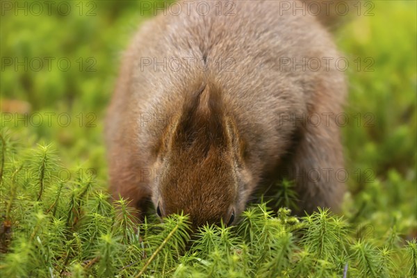 Red squirrel (Sciurus vulgaris) adult animal burying a nut in moss, Yorkshire, England, United Kingdom, Europe