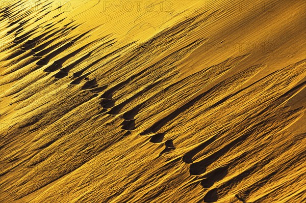 Tracks in a sand dune in the evening light in the Rub al Khali desert, Dhofar province, Arabian Peninsula, Sultanate of Oman