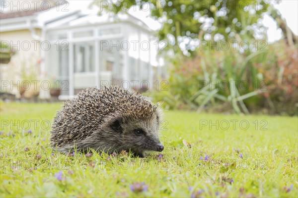 European hedgehog (Erinaceus europaeus) adult animal on an urban garden grass lawn with a conservatory in the background in the summer, Suffolk, England, United Kingdom, Europe