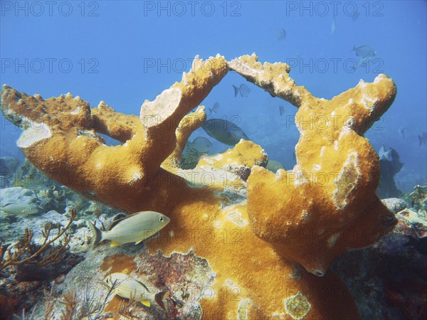 Fascinating underwater view of a living coral reef with fish. elkhorn coral (Acropora palmata), dive site John Pennekamp Coral Reef State Park, Key Largo, Florida Keys, Florida, USA, North America