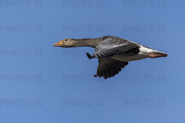 A goose flies through the air under a blue sky, its wings are in motion, grey goose (Anser anser), wildlife