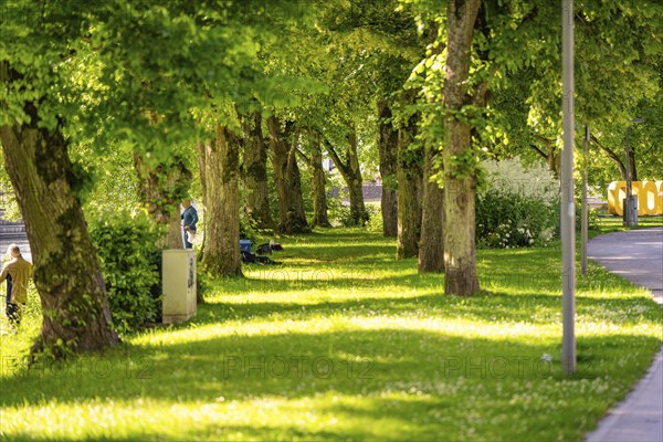 A sunny path through a green avenue offers shade under the large trees, Nagold, Black Forest, Germany, Europe