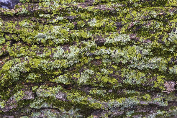 Deciduous tree bark covered with Bryophyta, Green Moss and Lichen growth in spring, Quebec, Canada, North America