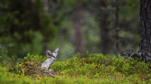 A spotted flycatcher (Muscicapa striata) sitting on an old branch lying on the ground, nature photograph, animal, Tynset, Innlandet, Norway, Europe