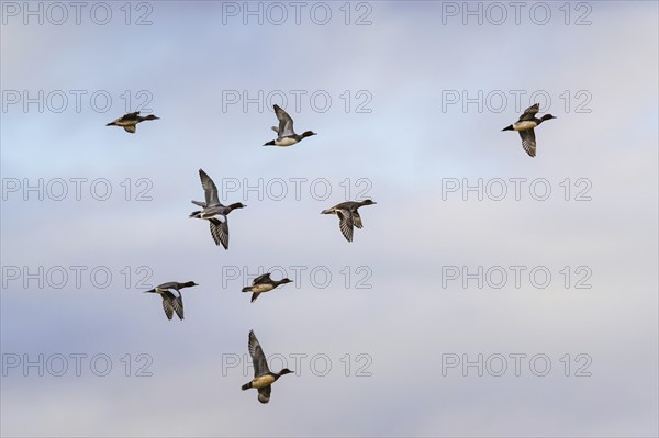 Eurasian Wigeon, Mareca penelope, birds in flight over marshes at winter