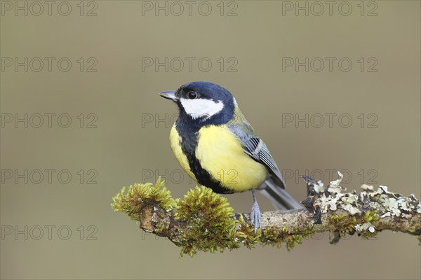 Great tit (Parus major) sitting on a branch overgrown with lichen and moss, Wilnsdorf, North Rhine-Westphalia, Germany, Europe