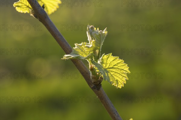 Young leaves of a grapevine in spring, viticulture, budding, shoots, vines, Baden-Württemberg, Germany, Europe