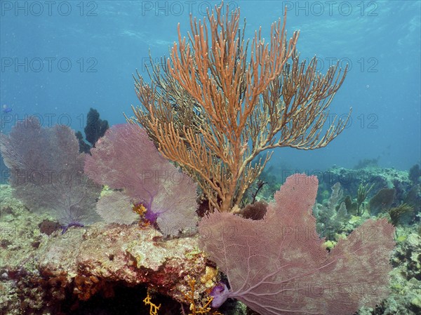 Bent sea rod (Plexaura flexuosa) and common sea fan (Gorgonia ventalina), dive site John Pennekamp Coral Reef State Park, Key Largo, Florida Keys, Florida, USA, North America