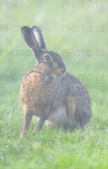 European hare (Lepus europaeus) sitting in a meadow, morning mist, wildlife, Thuringia, Germany, Europe
