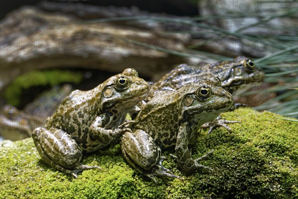 Sea frog (Pelophylax ridibundus), order of frogs in the family of true frogs, captive, occurring in and near water bodies