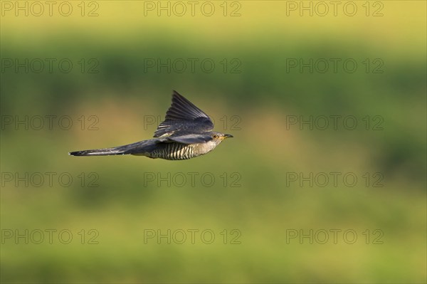 Cuckoo, (Cuculus canorus), flight photo, Worms district, Rhineland-Palatinate, Federal Republic of Germany