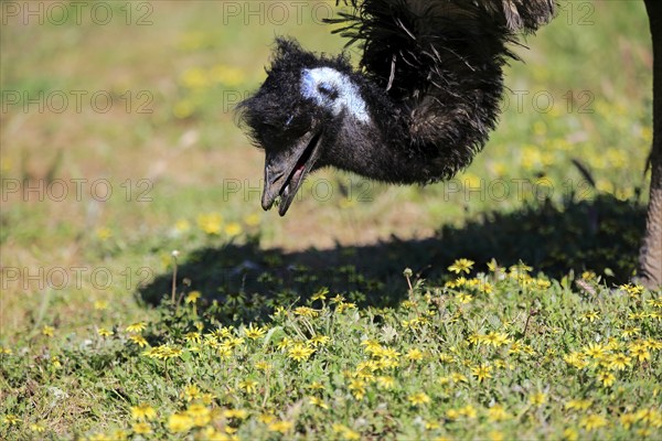 Emu (Dromaius novaehollandiae), adult, portrait, foraging, feeding, Mount Lofty, South Australia, Australia, Oceania