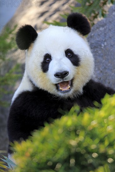 Giant Panda (Ailuropoda melanoleuca), adult feeding, Adelaide, South Australia, Australia, captive, Oceania