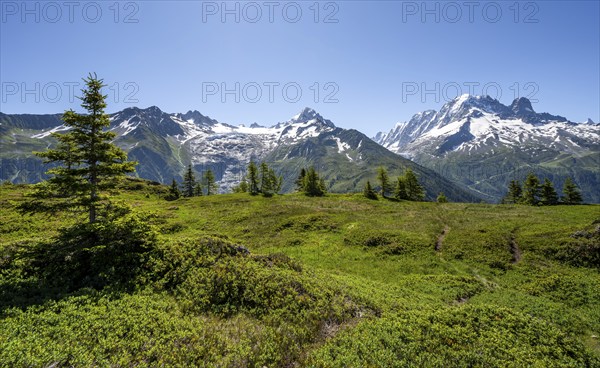 Mountain panorama with glaciated mountain peaks, Aiguille Verte, hike to Aiguillette des Posettes, Chamonix, Haute-Savoie, France, Europe