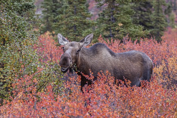 Elk (Alces alces), cow moose, eating huckleberry bushes, autumn colours, Denali National Park, Alaska, USA, North America