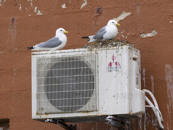 Black-legged kittiwake (Rissa tridactyla), breeding birds at nest, built on top of fishing harbour building ventilator fan, May, Varanger Fjord, Norway, Europe