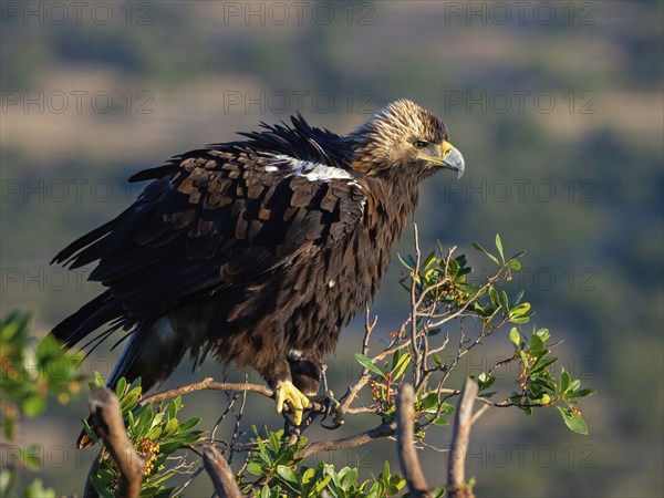 Spanish imperial eagle (Aquila adalberti), El Millaron Imperial Eagle Hid, Salorino, Extremadura Caceres, Spain, Europe