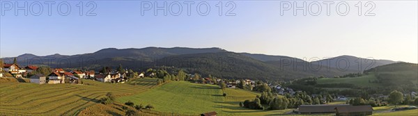 Lam in the Bavarian Forest