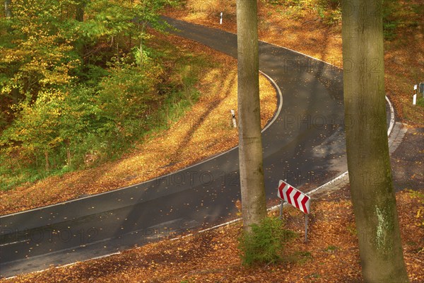 Sun illuminates a winding road leading through an autumnal forest with colourful foliage and tall trees, Altenbuch, Miltenberg district, Spessart, Bavaria, Germany, Europe