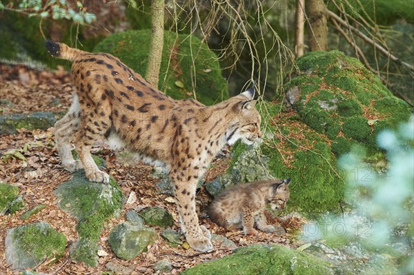 Eurasian lynx (Lynx lynx) mother animal with her youngster in a forest, captive, Bavarian Forest Nationalpark, Bavaria, Germany, Europe