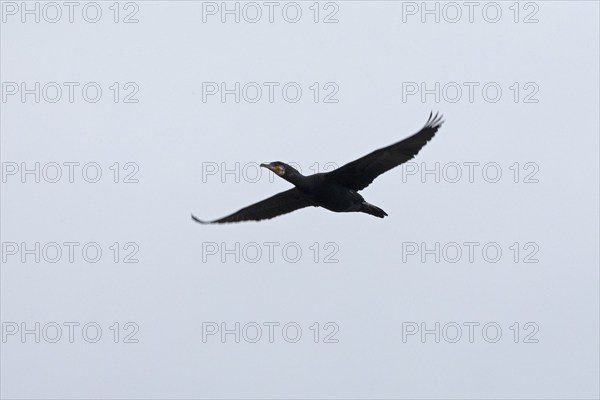 Cormorant (Phalacrocorax carbo) in flight, Geltinger Birk, Geltinger Bucht, Nieby, Schleswig-Holstein, Germany, Europe