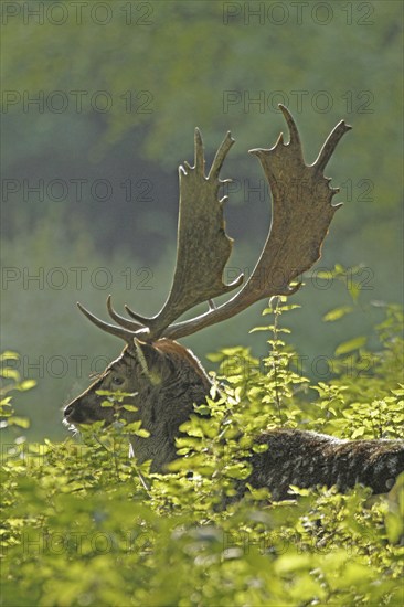 Fallow deer (Dama dama), The deer's head with magnificent antlers backlit by green leaves, Haltern, North Rhine-Westphalia, Germany, Captive, Europe