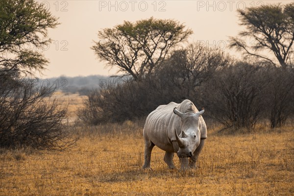 Southern white rhinoceros (Ceratotherium simum simum), rhino in the evening light, Khama Rhino Sanctuary, Serowe, Botswana, Africa