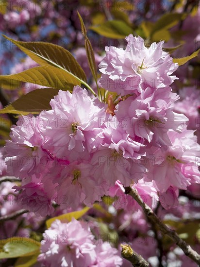 Japanese Cherry, Oriental Cherry, East Asian Cherry, Japanese Cherry, Japanese Blossom Cherry (Prunus serrulata)