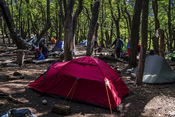 Tents in the forest, Poincenot base camp, free campground on track to Mirador Laguna de Los Tres, Fitz Roy mountain range, Los Glaciares National Park, Patagonia, Argentinia