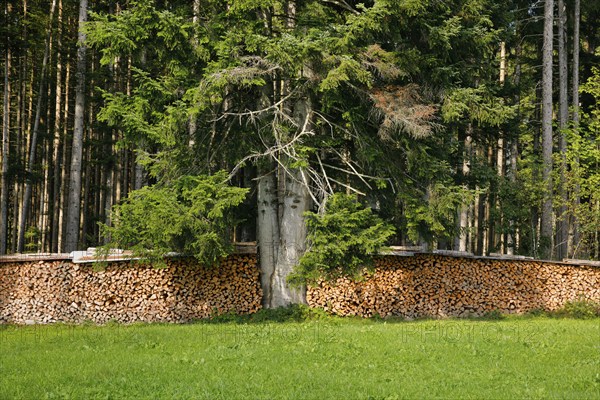 Wood Scheiterbeige at the edge of pine forest with deadwood, Switzerland, Europe