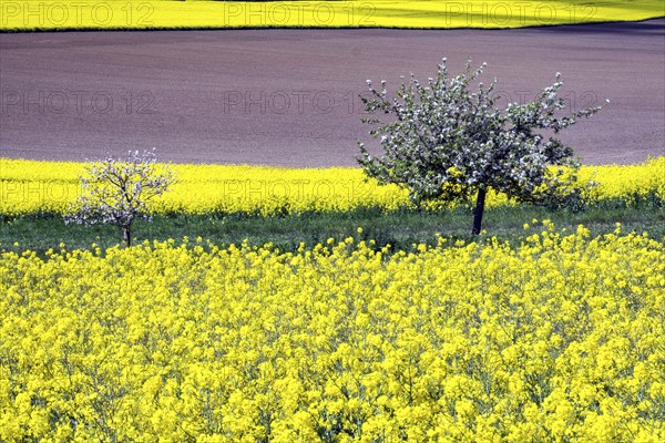 Flowering fruit trees in the rape field, Neinstedt, 05/05/2021