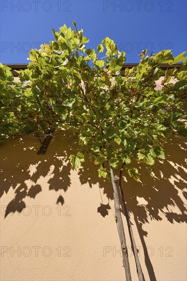 Noble vines (Vitis vinifera) on the facade of a house in Miltenberg, Lower Franconia, district of Miltenberg, Bavaria, Germany, Europe