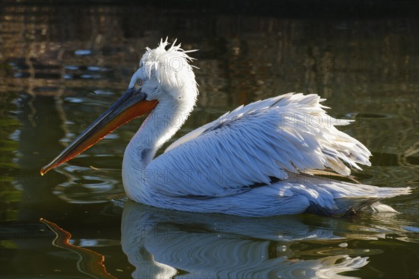 Swimming Dalmatian Pelican (Pelecanus crispus), occurring in south-east Europe, Asia, captive, North Rhine-Westphalia, Germany, Europe