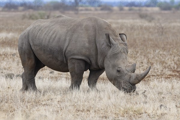 Southern white rhinoceros (Ceratotherium simum simum), adult male feeding on dry grass, foraging, Kruger National Park, South Africa, Africa