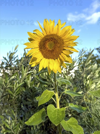 Common sunflower (Helianthus annuus) has flower with yellow petals open in front of blue sky with white clouds forming fresh sunflower seeds growing, Germany, Europe