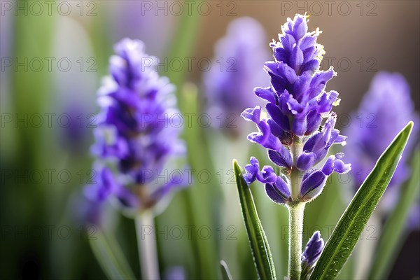 Detailed macro of a lavender flower (Lavandula angustifolia), showing the tiny purple buds and soft, velvety texture of the petals, AI generated