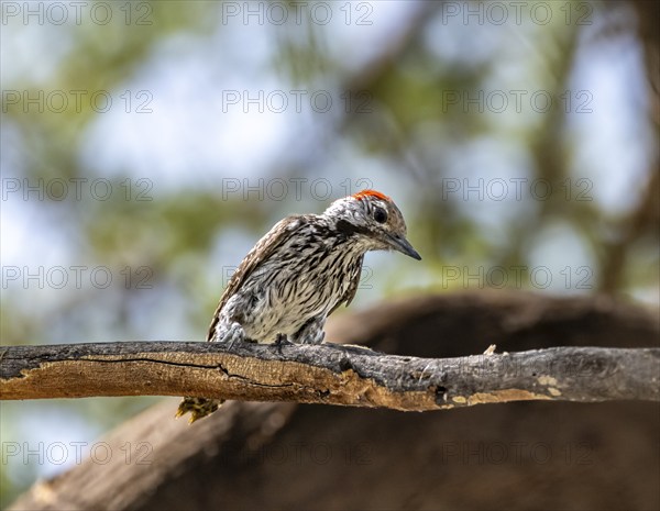 Golden-tailed woodpecker (Campethera abingoni) sitting on a branch, Etosha National Park, Namibia, Africa