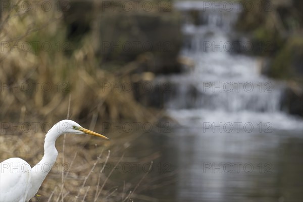 A Great Egret (Ardea alba, Casmerodius albus, Egretta alba) standing in front of a small waterfall with a soft background, Hesse, Germany, Europe